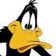 daffieduck